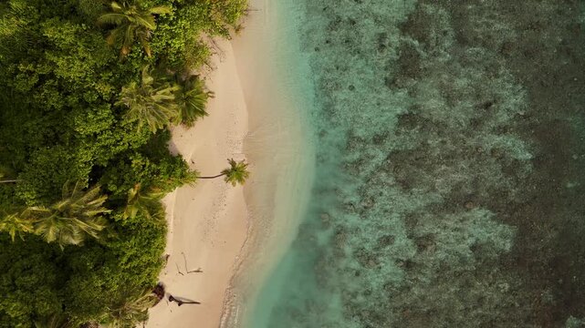 palm  ocean clear water