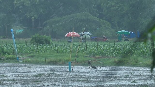 Farmers are harvesting their crops on a day of heavy rain and thunderstorms.