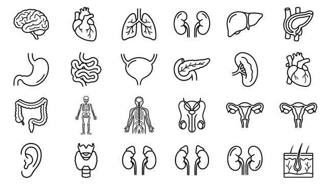 Collection of detailed line art icons featuring various human internal organs and anatomical systems, illustrating medical education or healthcare information graphics