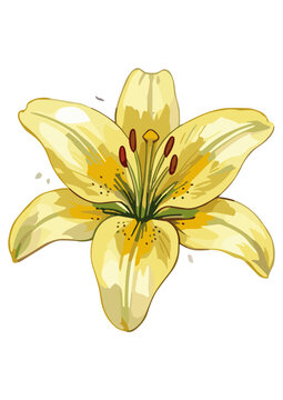 Vector WaterColor Lilly