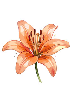 Vector WaterColor Lilly
