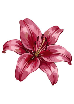 Vector WaterColor Lilly