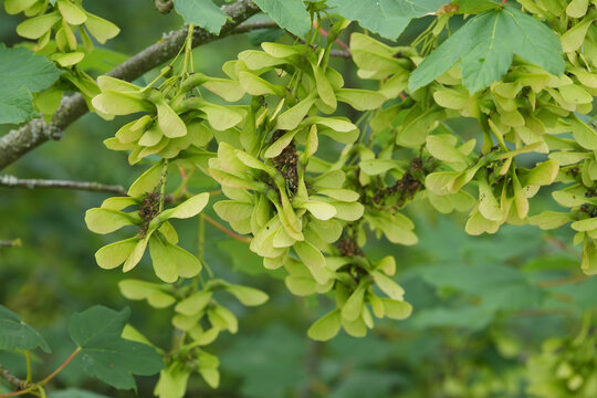Abundant green Acer pseudoplatanus samara wings on a tree branch, showcasing fresh growth and nature's cycle in bright light