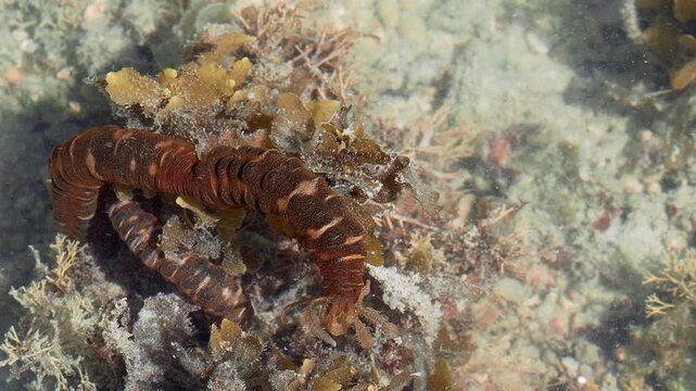 Tentacle Feeding Appendages of Sea Cucumber Exploring Reef Habitat