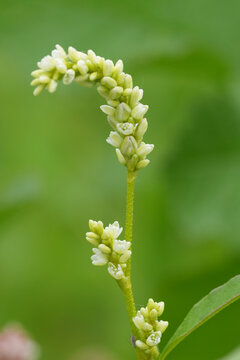 Closeup on the light green flowers of the Pale Smartweed, Persicaria lapathifolia