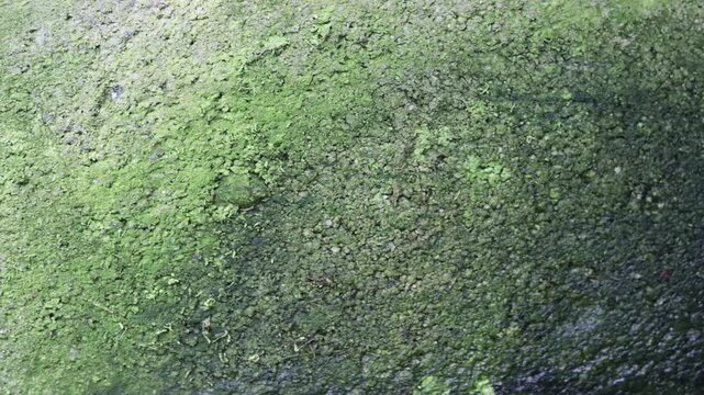 Slow Pan Across Green Moss and Algae Texture Background on Weathered Surface