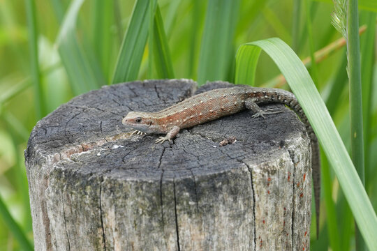 Closeup on athe European live-bearing lizard, Zootoca vivipara sitting on top of a pole