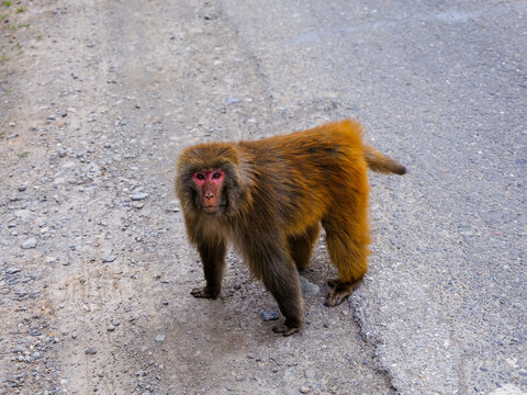monkey; macaque