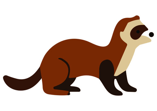 Vector Cartoon Raccoon 