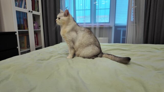Cat sitting on a bed in a bright room with large windows during the day