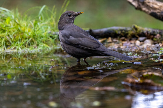 Amsel (Turdus merula)