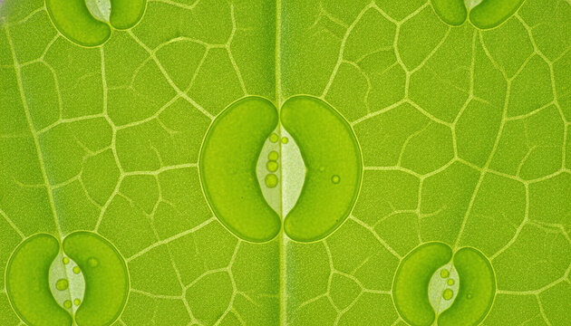 Plant leaf stomata microscopic guard cells macro