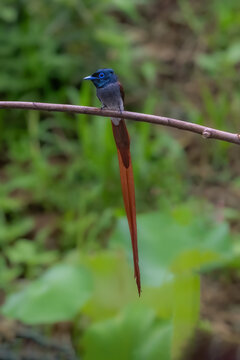 kingfisher on a branch