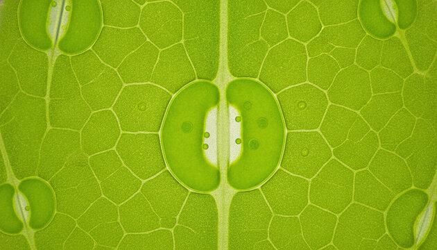 Plant leaf stomata microscopic guard cells macro