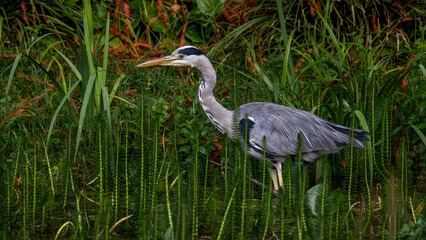 Fototapeta premium Graureiher (Ardea cinerea)