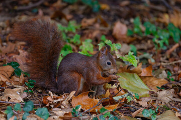 Eichhörnchen (Sciurus vulgaris) © Rolf Müller