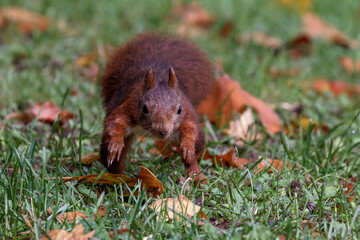 Eichhörnchen (Sciurus vulgaris) © Rolf Müller