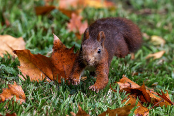 Eichhörnchen (Sciurus vulgaris) © Rolf Müller