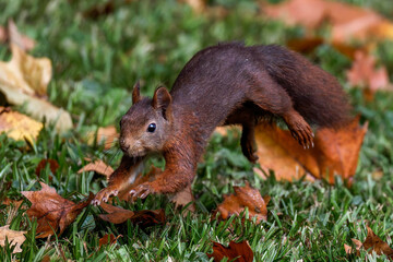 Eichhörnchen (Sciurus vulgaris) © Rolf Müller