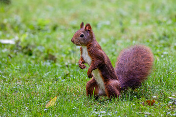 Eichhörnchen (Sciurus vulgaris) © Rolf Müller
