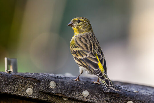 Girlitz (Serinus serinus) M&auml;nnchen
