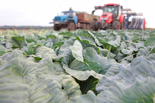 Cabbage harvest. Harvesting cabbage by farmers. Farming. Rows of white cabbage on the field. Farming. Tractors harvesting white cabbage. Transport is out of focus