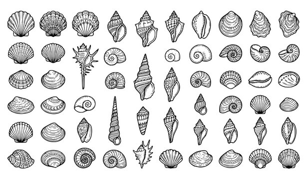 Vintage Seashell Collection Featuring Marine Shells Conches and Ocean Nature Hand Drawn Illustration Set