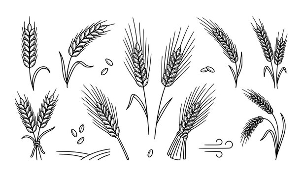 Hand Drawn Wheat Barley Rye Ears and Grain Botanical Collection Vector Illustration Set