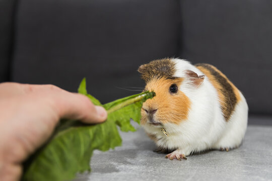 Man hand feeding a domestic guinea pig with an overgrown tooth root piercing through the lower jaw and visibly protruding from the chin