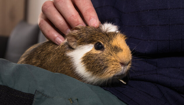 A man is petting, stroking a guinea pig which has dental disease, an overgrown tooth root piercing through the lower jaw