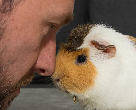A man rests his head on his guinea pig. Saying goodbye to a pet that is suffering dental disease, an overgrown tooth root piercing through the lower jaw