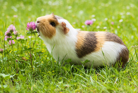 Guinea pig outdoors in the grass smelling, eating clover, suffering from mandibular tooth root elongation with a long tooth sticking out under its chin