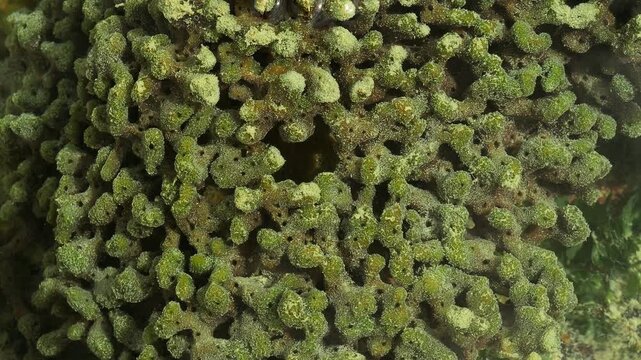 Abstract Tropical Reef Pattern with Water Flow &ndash; Living Marine Texture in Intertidal Habitat