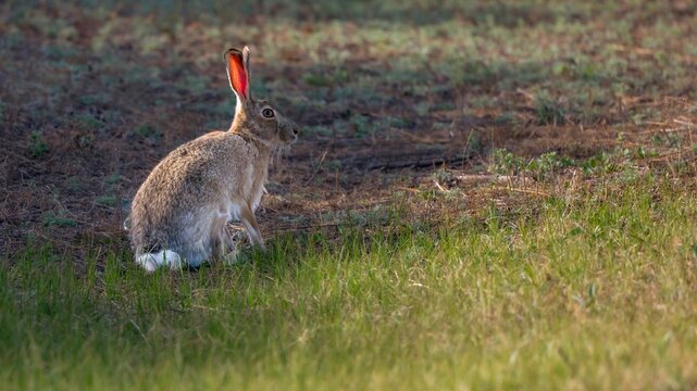 rabbits in the grass