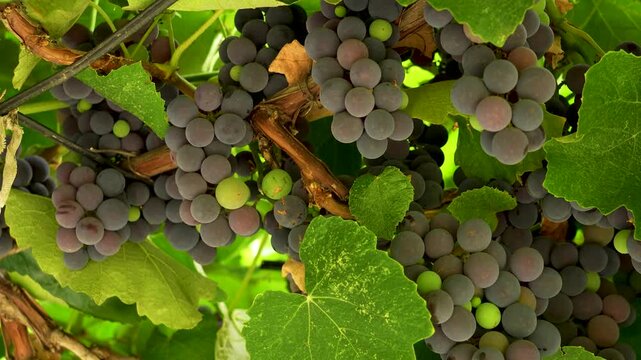 Ripe grapes growing on a sunny vine.