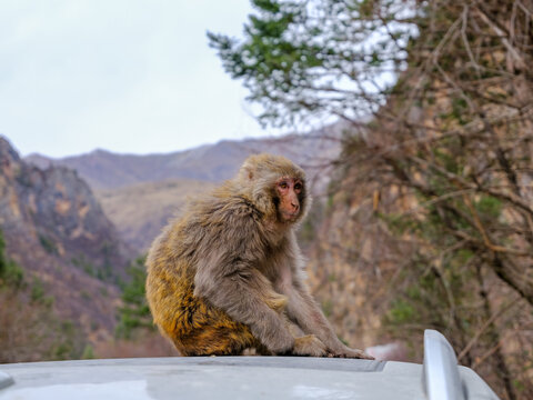 monkey; macaque