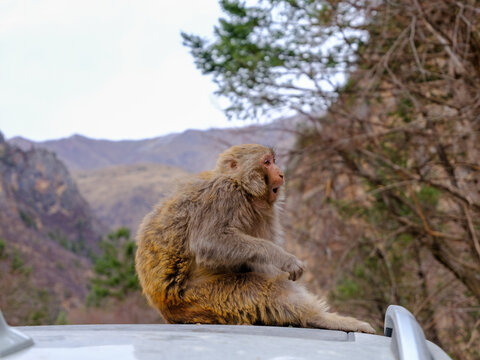 monkey; macaque