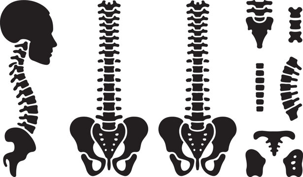 Human spine and pelvis medical illustration