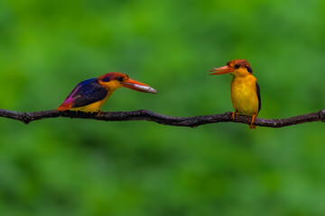 red billed hornbill © Bai