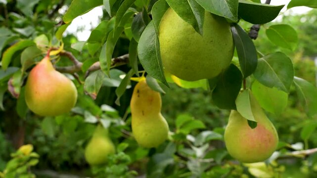 Green pears ripening on a tree branch.