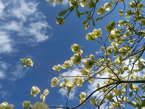 Cornus kousa - Cornouiller du Japon