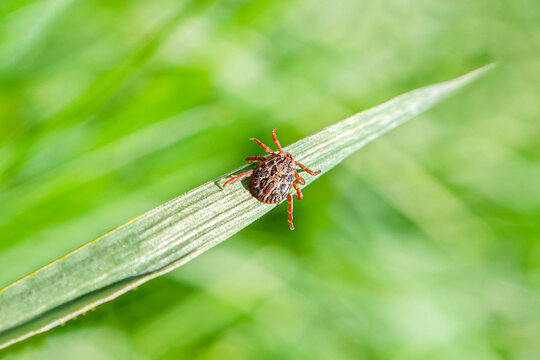 Close-up of brown tick perched on green blade of grass against blurry background. Ticks transmit a broad variety of diseases and are harmful to animals and humans.