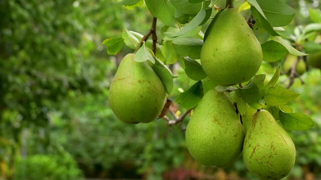 Green pears ripening on a tree branch.