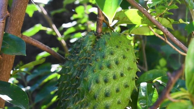 Tropical green fruit with a spiky outer skin hanging among lush leaves on the Annona muricata tree in a natural garden or orchard setting. Exotic organic fruit rich in tropical freshn
