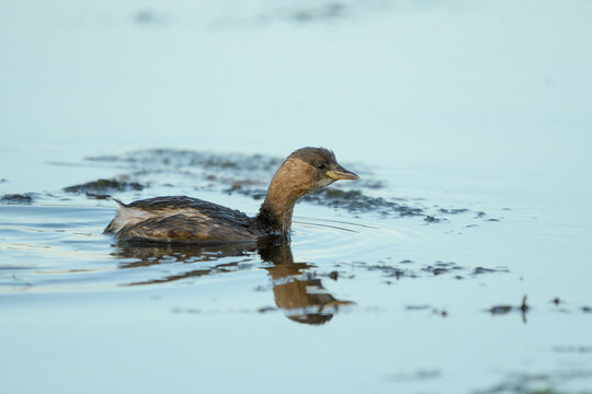Close-up of a little grebe in the marsh at dawn