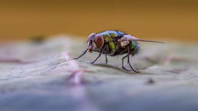 mosquito sucking blood extreme macro