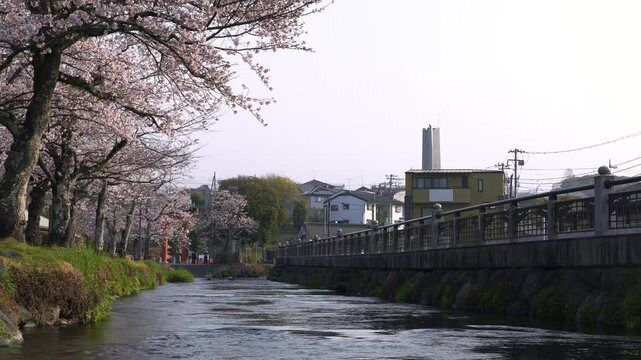静岡県富士宮市にある富士山本宮浅間大社の神田川の桜並木と富士山の春の風景
