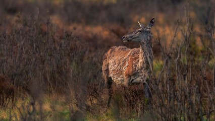 deer in the woods © Bai