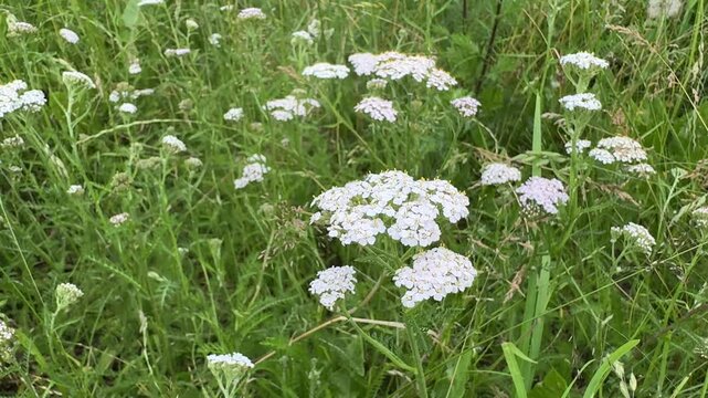 Common yarrow blooming in a sunny summer meadow, vertical 4K
