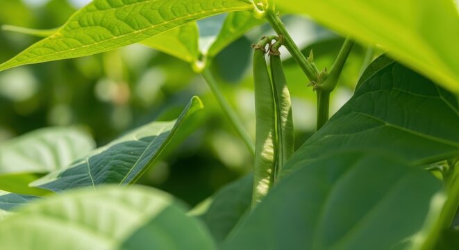 Close up of a single fresh green long bean pod growing on a plant amidst lush foliage.
